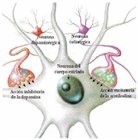 Patologies neurolgiques... (pgina en construcci)